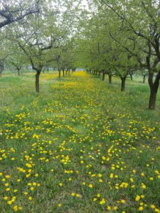 Spring Weg 2 0415